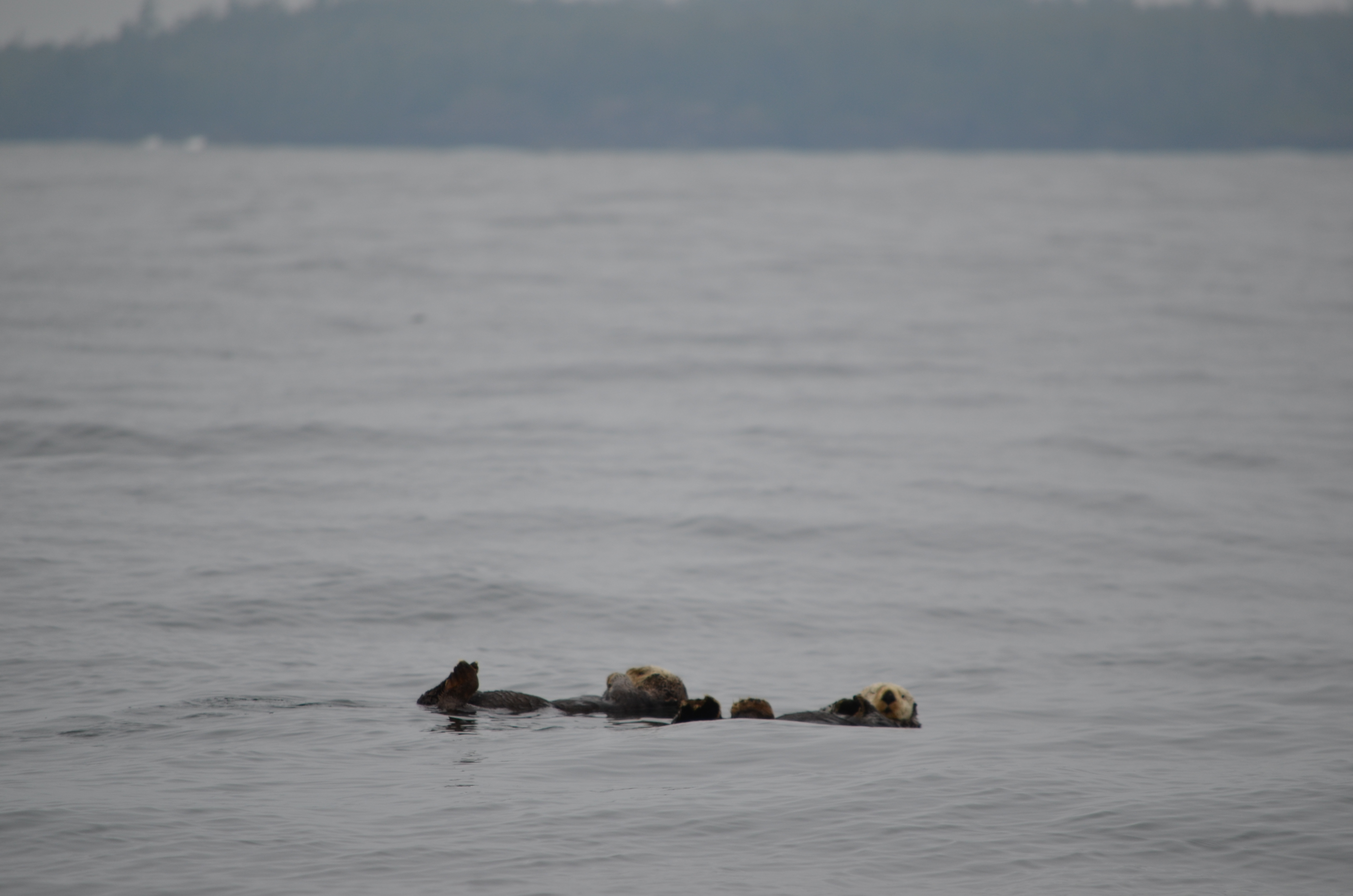 photos/wildlife/Mammal_Species/Sea Otter/DSC_0374.JPG